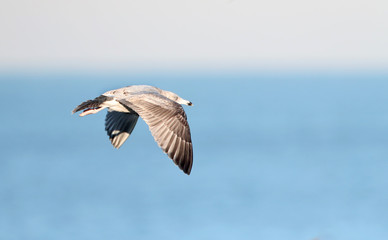 Second-winter European Herring Gull (Larus argentatus) during winter in Ijmuiden in the Netherlands. Side view of bird in flight showing upper wing pattern.