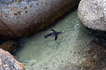 Swimming Jackass Penguin (Spheniscus demersus) at Boulders Beach, Simon's town, South Africa