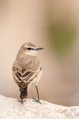 Isabelline Wheatear (Oenanthe isabelline) during spring migration in Israel.