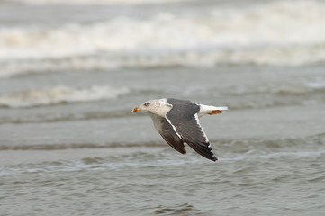 Second-summer moulting into third-winter Lesser Black-backed Gull (Larus fuscus) flying over the surf of the north sea off Katwijk in the Netherlands. Showing upper wing.