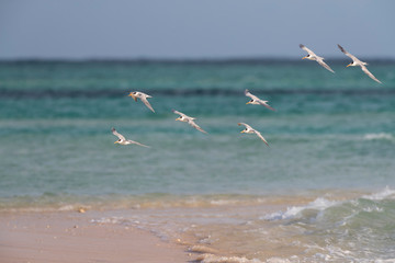 Flock of Lesser Crested Terns (Thalasseus bengalensis) in flight over tropical blue water, Madagascar.