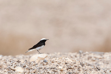 Male Hooded Wheatear (Oenanthe monacha) perched in Negev desert near Eilat in Israel.