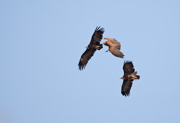 Fototapeta premium Three Hooded Vultures flying above Gambian coastal forest.