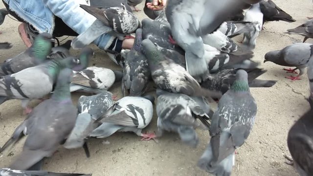 girl feeding pigeons with hands in the town square