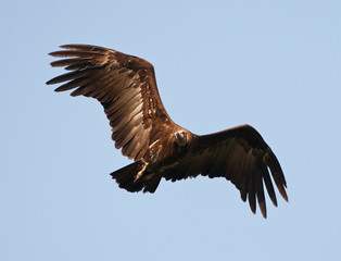 Hooded Vulture (Necrosyrtes monachus) in flight along the Gambian coast.