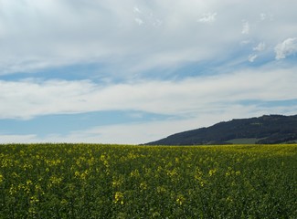Rapeseed (Brassica napus) is a crop grown for oilseeds, used mainly to produce oil.