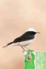 Male Hooded Wheatear (Oenanthe monacha) perched in Negev desert near Eilat in Israel. Perched on iron sign plate.
