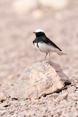 Male Hooded Wheatear (Oenanthe monacha) perched in Negev desert near Eilat in Israel.