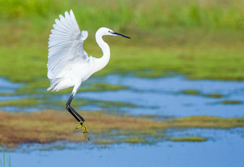 Little Egret (Egretta garzetta) flying over a swamp on Lesvos, Greece. Landing in the marsh.