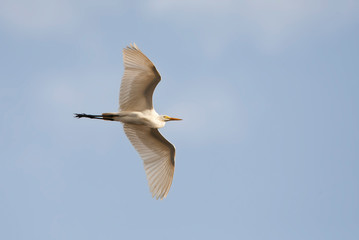 Intermediate Egret, Egretta intermedia, in flight