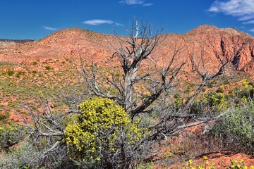 Views of Red Mountain Wilderness and Snow Canyon State Park from the  Millcreek Trail and Washington Hollow by St George, Utah in Spring bloom in desert. United States.