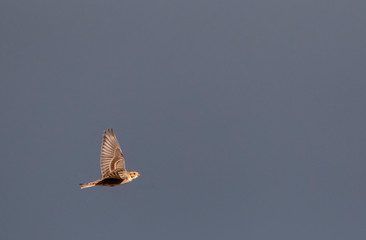 Migrating Lapland Longspur (Calcarius lapponicus) during autumn migration, in flight against dark rain clouds as background in the Netherlands