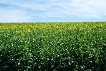 Rapeseed (Brassica napus) is a crop grown for oilseeds, used mainly to produce oil.