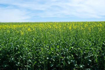 Fototapeta na wymiar Rapeseed (Brassica napus) is a crop grown for oilseeds, used mainly to produce oil.