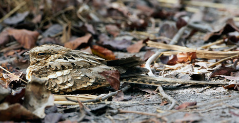 Long-tailed Nightjar (Caprimulgus climacurus) roosting on the ground in Brufut Reserve in the Gambia. Sleeping between dry leaves on the ground.