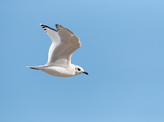 Second-winter Mediterranean Gull (Ichthyaetus melanocephalus) flying past the coast in the Ebro delta in Spain.