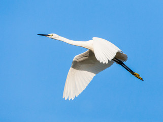 Little Egret (Egretta garzetta) flying against a blue sky on Lesvos, Greece, with strechted neck.