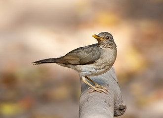 Fototapeta premium African Thrush, Turdus pelios, perched on a branch in the Gambia.