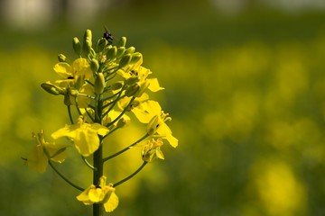 Rapeseed (Brassica napus) is a crop grown for oilseeds, used mainly to produce oil.