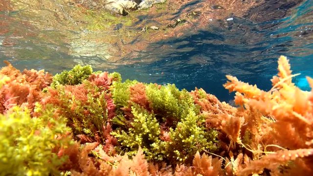 Algae underwater below water surface in Mediterranean sea, red algae Asparagopsis armata and brown algae Cystoseira Sp.