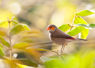 Orange-cheeked Waxbill (Estrilda melpoda) sitting in low scrub in the Gambia, 