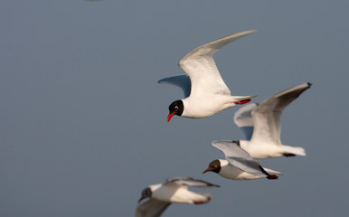 Adult Mediterranean Gull (Ichthyaetus melanocephalus) in flight with three Common Black-headed Gulls near their colony in the Netherlands.