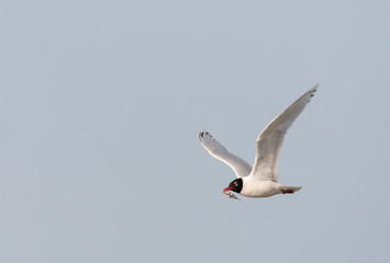 Second-summer Mediterranean Gull (Ichthyaetus melanocephalus) during spring in Hungary. Bird flying with nest material in its bill.