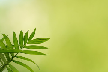 Natural background of green blur with fern leaf in natural light