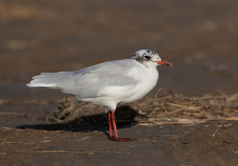 Adult Mediterranean Gull (Ichthyaetus melanocephalus) in the Ebro delta in Spain. Moulting to winter plumage.