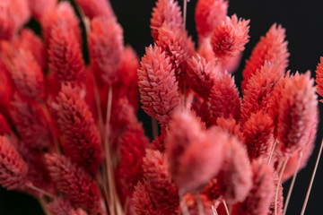 phalaris coral bouquet 