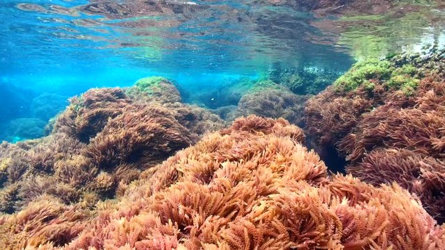 Harpoon weed red algae underwater in the Mediterranean sea, Asparagopsis armata