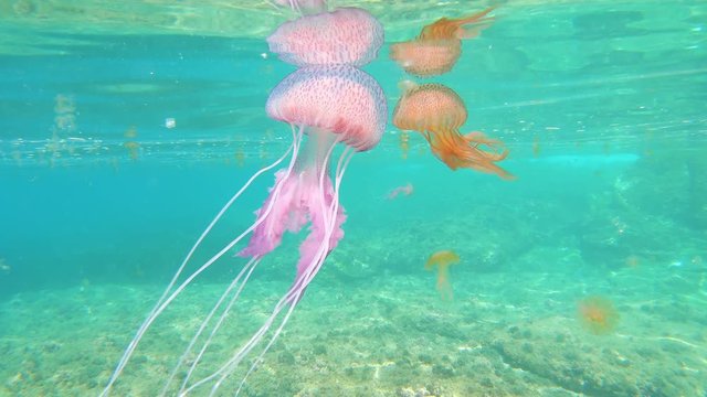 Colorful jellyfish underwater in Mediterranean sea, mauve stinger Pelagia noctiluca