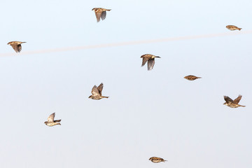 Flock of Spanish Sparrows (Passer hispaniolensis) during spring migration in southern negev, Israel.