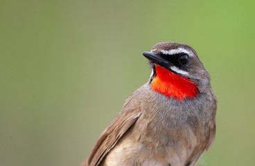 Adult male Siberian rubythroat (Calliope calliope) in the hand in China. Caught during spring migration for research and ringing.