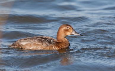 First-winter Common Pochard (Aythya ferina) during late winter swimming in the freshwater lake Starrevaart near Leidschendam in the Netherland.