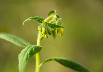 Yellow flower Tuberous Comfrey (Symphytum tuberosum)