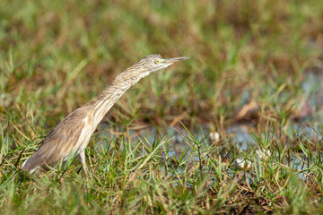 Squacco Heron (Ardeola ralloides) wintering in the Gambia.