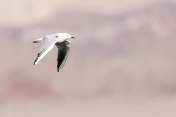 Fototapeta na wymiar Adult Slender-billed Gull (Chroicocephalus genei) near Eilat, Israel.