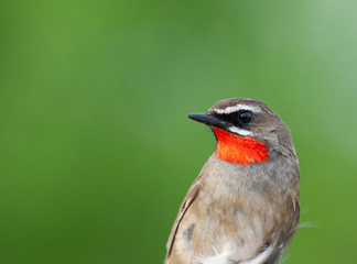 Adult male Siberian rubythroat (Calliope calliope) in the hand in China. Caught during spring migration for research and ringing.