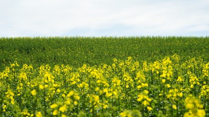 Rapeseed (Brassica napus) is a crop grown for oilseeds, used mainly to produce oil.