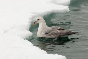 Northern fulmar near pack ice © AGAMI