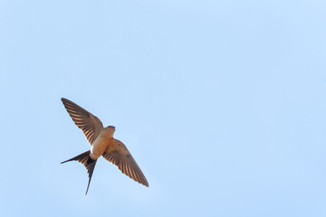 Adult Red-rumped Swallow (Cecropis daurica) in flight against a blue sky as background during spring on the  Aegean island Lesvos in Greece. Seen from below, with spread tail.
