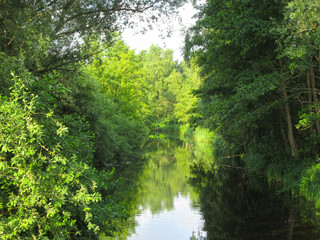 Forest covered water channel in Weerribben, Overijssel, Netherlands.