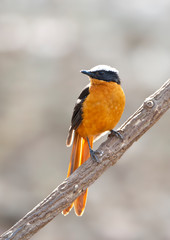 Adult White-crowned Robin-Chat (Cossypha albicapillus) perched in understory of Bijilo National Park, Gambia.