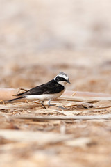 Adult male Vittata Pied Wheatear (Oenanthe pleschanka vittata) at KM20, in southern Negev desert near Eilat, Israel. First record for Israel. Foraging on the ground.