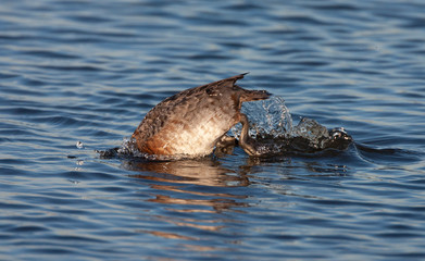 Fototapeta premium Adult female Common Pochard (Aythya ferina) in winter plumage during late winter. Diving for food in lake Starrevaart near Leidschendam in the Netherland.