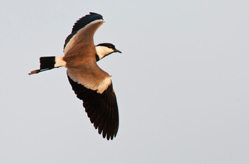 Spur-winged Plover (Vanellus spinosus) in flight over a swamp in the Gambia.