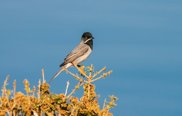 Adult male Ruppell's Warbler (Sylvia ruppeli) perched on top of a coastal scrub near Petra on the Greek island Lesbos.