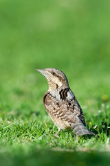 Adult Eurasian Wryneck (Jynx torquilla) foraging on a grassfield in Sde Boker, Israel. Looking around for danger.