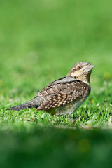 Adult Eurasian Wryneck (Jynx torquilla) foraging on a grassfield in Sde Boker, Israel. Looking around for danger.